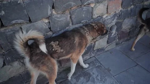 Two stray dogs walk next to a stone fence Видео 231803420