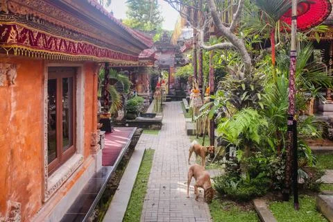 Two stray dogs walking inside the festively decorated Ubud Palace or Puri Saren Stock Photos