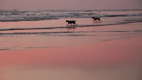 Two Stray Dogs walking In The Seashore During Dramatic Sunset. Wide Shot. Stock Footage 285147466
