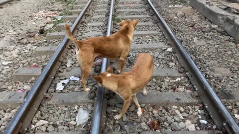 Two stray dogs wandering on dangerous live railway line track in rural Stock Footage 346909634