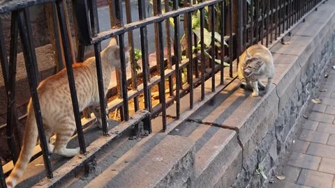 Two stray ginger cats interacting with each other on the streets of Mumbai. Stock Footage 301421129