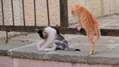 Two stray homeless striped kittens are playing outside. Gray-and-white kitten Video stock 167566635