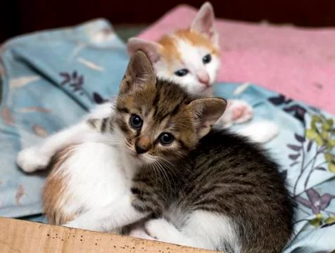 Two stray kittens in a box Stock Photos