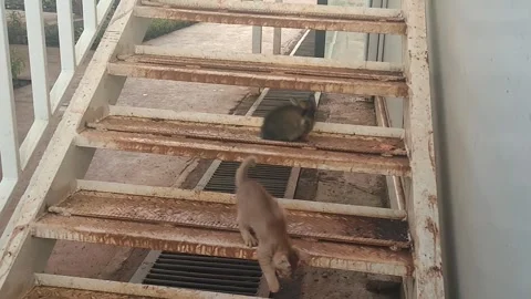 Two stray kittens exploring rusty metal industrial staircase outdoors Stock Footage 337285379