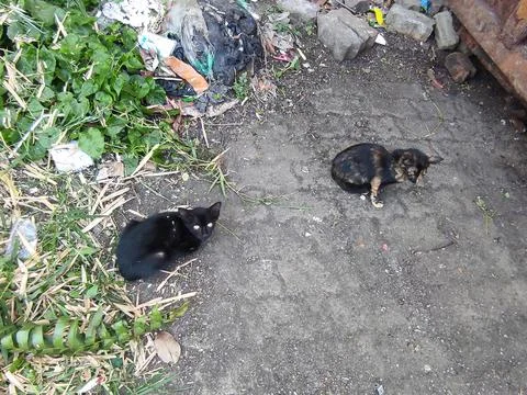 Two stray kittens Stock-Fotos