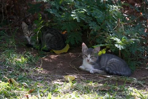 Two stray kittens Stock Photos