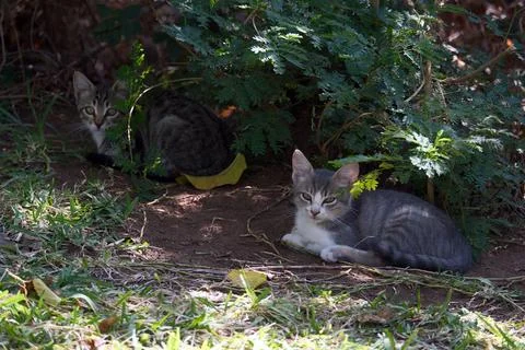 Two stray kittens Foto stock