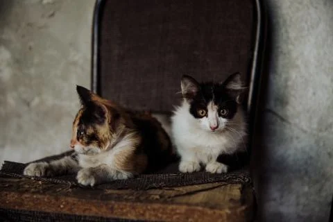 Two stray kittens sitting on an old broken chair Stock Photos