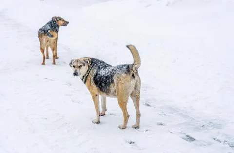 Two stray mixed-breed dogs standing in deep white snow during heavy snowfall and Stock Photos