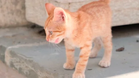 Two stray striped kittens are playing outside. Homeless animals. Slow motion, 4k Stock Footage 168504166