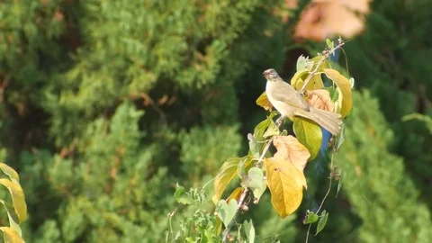 Two Streak-eared Bulbul compete to stand on the same branch Stock Footage 85364823