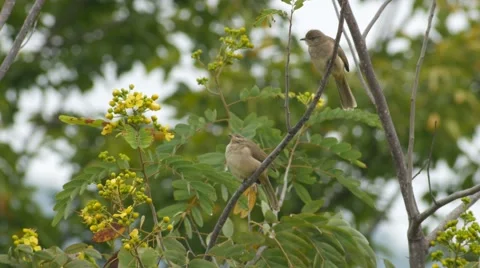Two Streak-eared Bulbul resting on the tree Stock Footage 68588924
