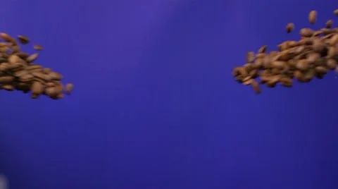 Two stream of coffee beans colliding in the air against blue background Stockbeeldmateriaal 59303636