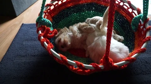 Two streching and sleeping havanese puppys - zoomed Stock Footage 74503405