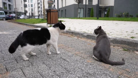 Two Street Cats Facing Off on a Sidewalk in Urban Area Video stock 311638137