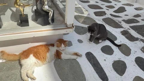 Two Street Cats on Stone-Paved Street Mykonos Greece Stock Footage 346732941