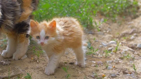 Two street kittens looking in the camera Stock Footage 110038994