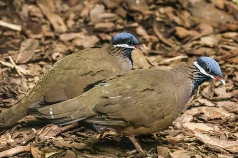 Two striking blue-headed quail-doves resting on a bed of wood chips 스톡 사진
