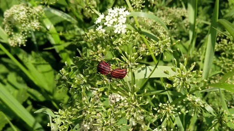 Two striped beetle mating in the grass Stock Footage 133716610