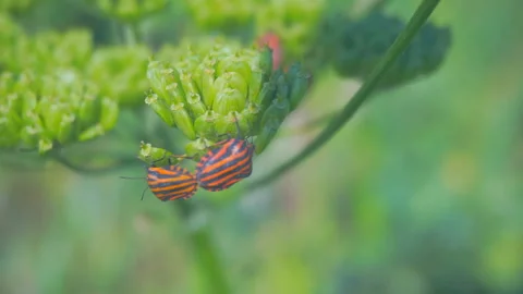 Two striped beetles in the mating season on a green flower. Video stock 112293224