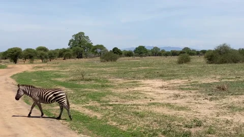 Two striped black and white zebras walk in the park Stock Footage 170183034