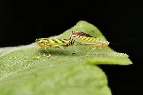 Two striped bug on green leaf with black background and copy space 스톡 사진