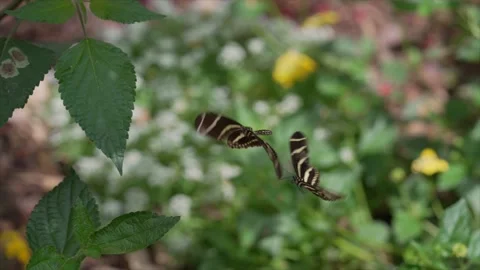 Two striped butterflies flutter slow motion Stock Footage 154522214