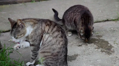 Two striped cats outdoors, self cleaning, dog, cute animals, beautiful pets Stock Footage 39032856