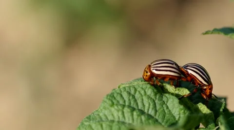 The two striped colorado beetles Stock Footage 51643619