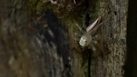 Two striped jumping spider crawling naturally on wood with dramatic detailed Stock Footage 336181933