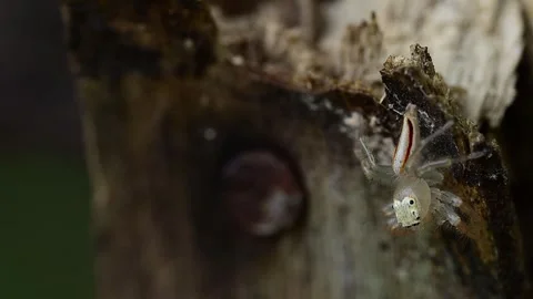 Two striped jumping spider crawling naturally on wood with dramatic detailed Stock Footage 336182008