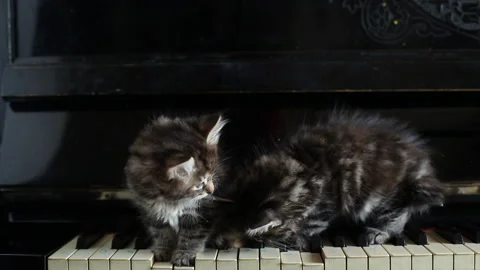 Two striped kitten funny cute on piano Video stock 238754313