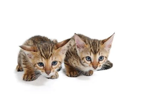 Two striped kittens are lying on a white isolated background Stock Photos