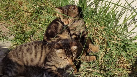 Two striped kittens bask in the sun Stock Footage 118831435
