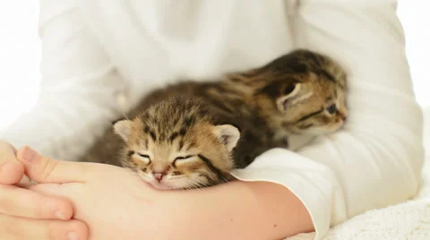 Two striped kittens in human hands Stock Footage 37572400