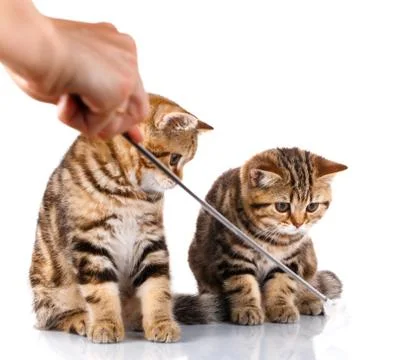 Two striped kittens on white background Stock Photos