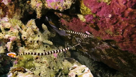 Two striped pipefish swim parallel to each other in front of a coral block and Stock-Footage 320082520