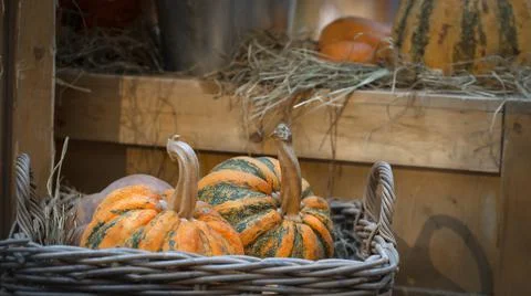 Two striped pumpkins in a wicker basket Stock Photos