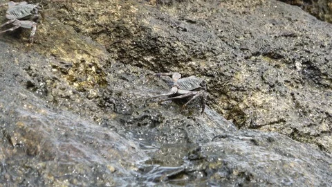 Two striped shore crab walk close to each other on the stone near the water Stock Footage 124159061