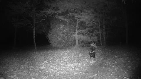 Two striped skunks competing for a food source at night Stock Footage 346828765