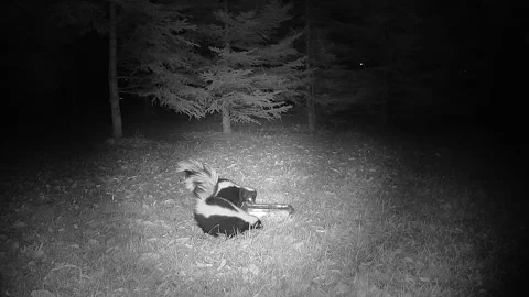 Two striped skunks engage in close contact at a forest feeding spot Stock Footage 346977783