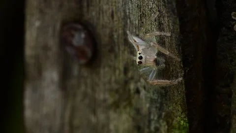 Two striped Telamonia spider staring directly at camera on textured wooden Stock Footage 336182016