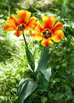 Two striped tulips 스톡 사진