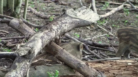 Two striped wild boar piglets walk under fallen trees. Spring in European nature Video stock 228884031