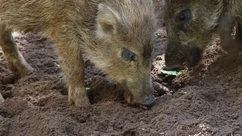 Two striped wild boar piglets are rummaging through the soil. looking for food Stock Footage 228886962