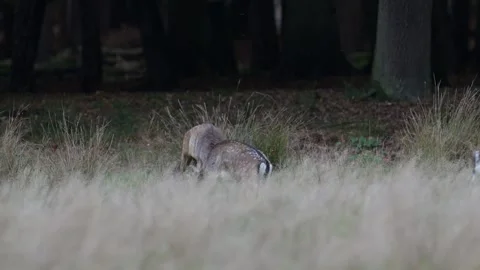 Two strong fallow stags are fighting in a forest meadow Stock Footage 334131591