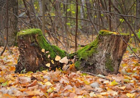 Two stubs Stock Photos