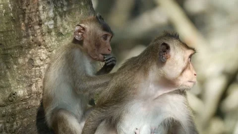 Two stump-tailed monkeys grooming in mangrove Stock Footage 131377064