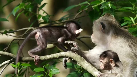 Two stump-tailed monkeys playing with mother in mangrove Stock Footage 131377048