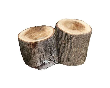 Two stumps, two sawn logs on a white background - isolate for design 写真素材